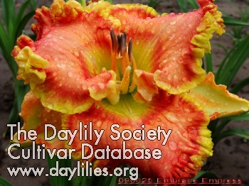 Daylily Embrace Empress